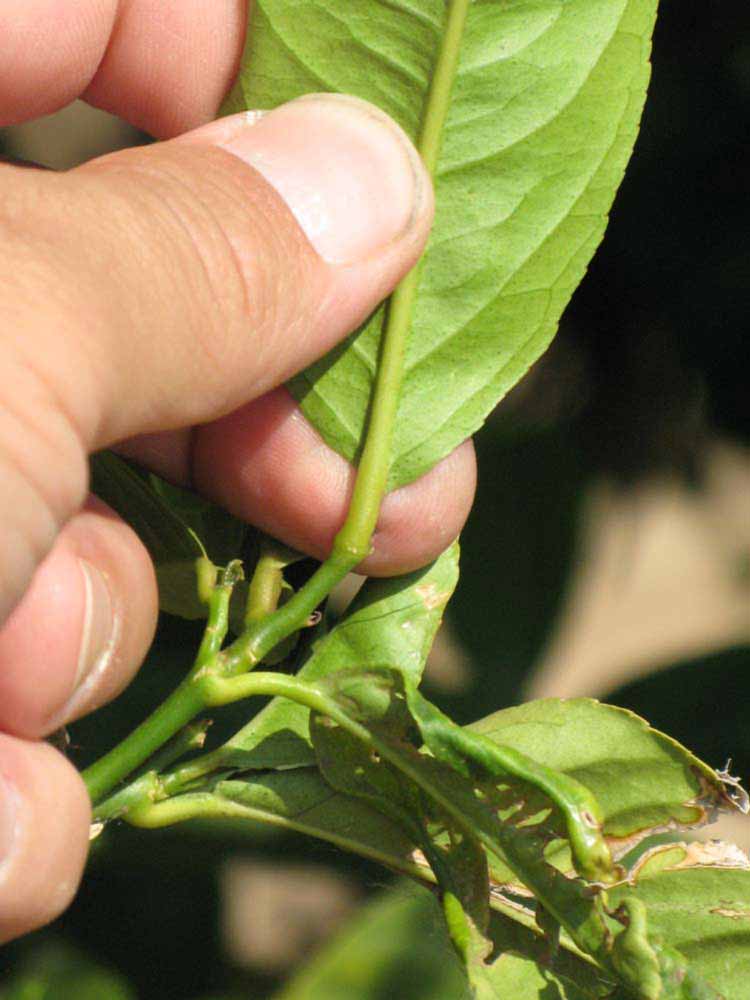              Petiole (Riverside, CA)       